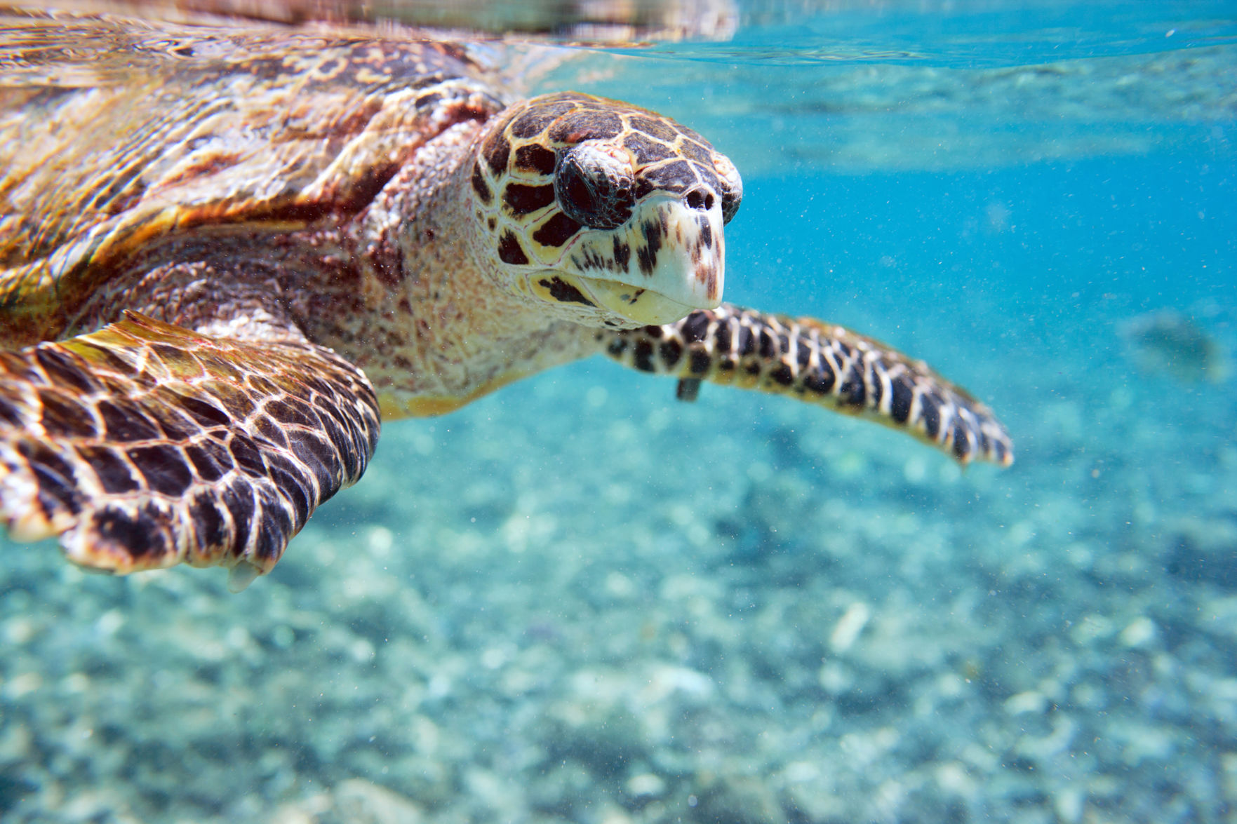 Hawksbill turtle